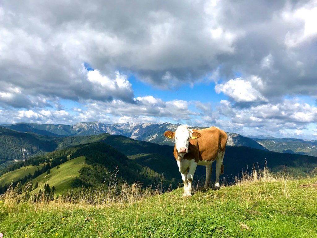 Ute Habenicht Sommer Turnauer Alm